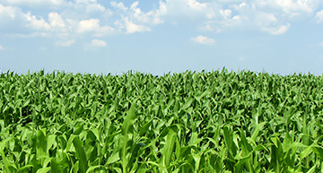 Corn Field | Ethanol and Bio Fuel Transport